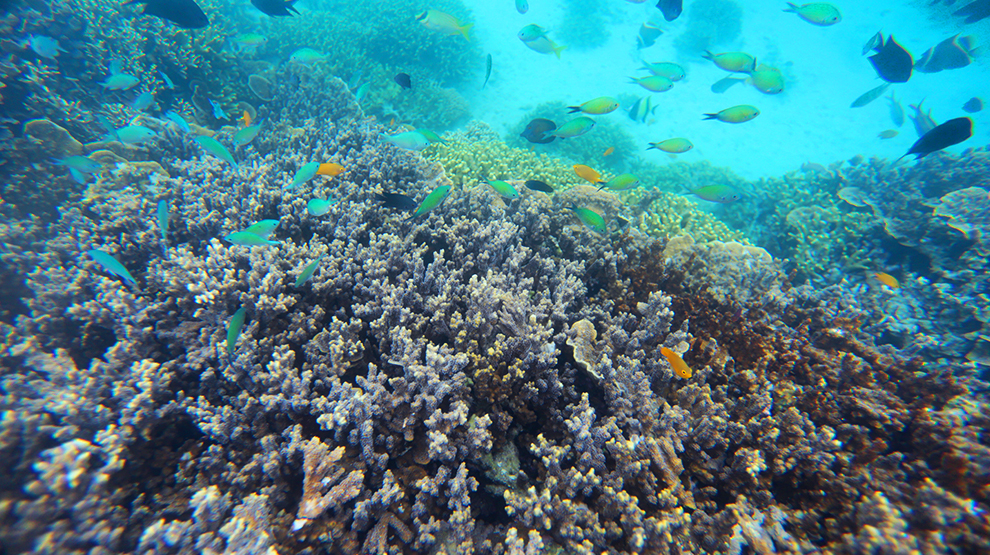 Snorkeling | Cala Laiya - Official Website